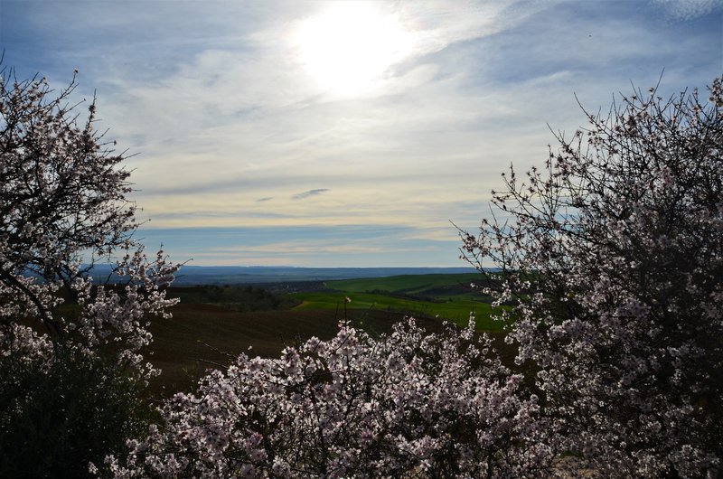 BARRANCAS DE BURUJON-8-3-2015-TOLEDO - Paseando por España-1991/2016 (17)