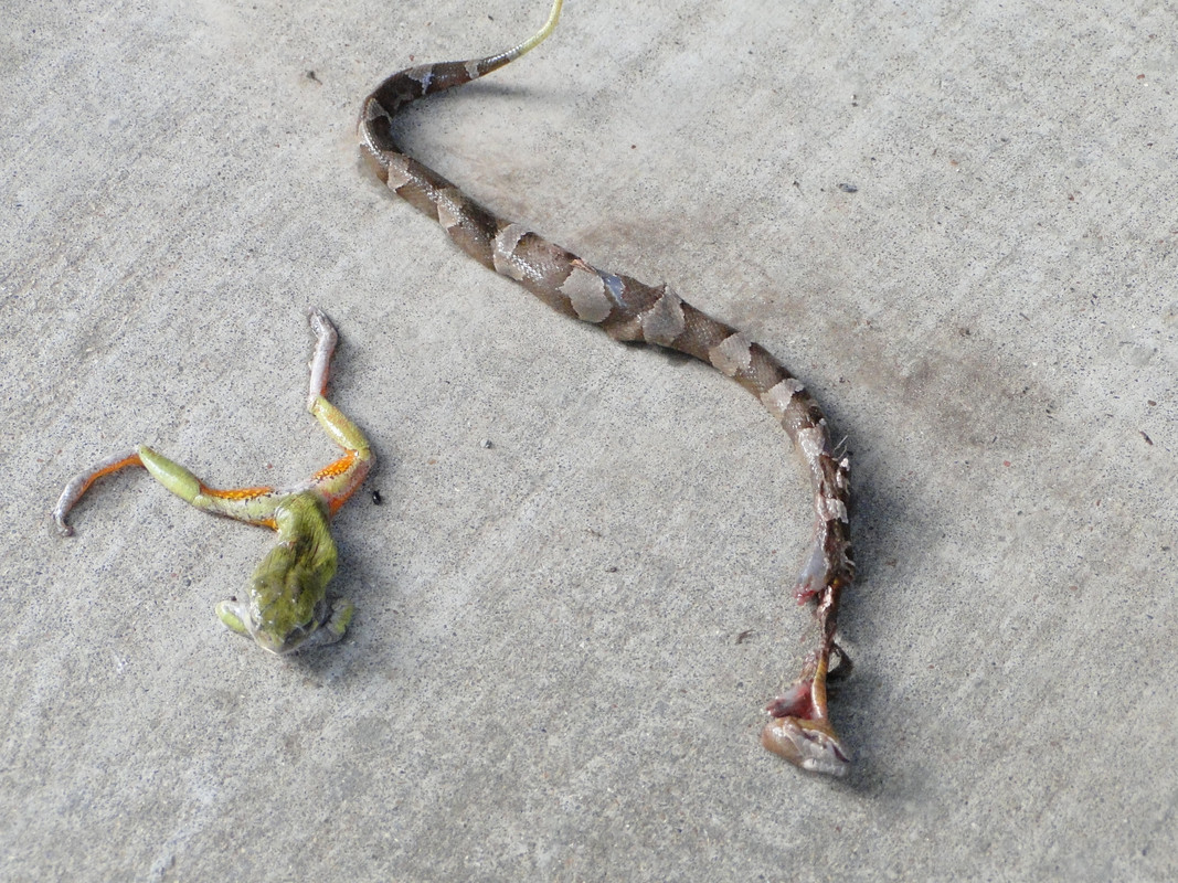 copperhead-frog