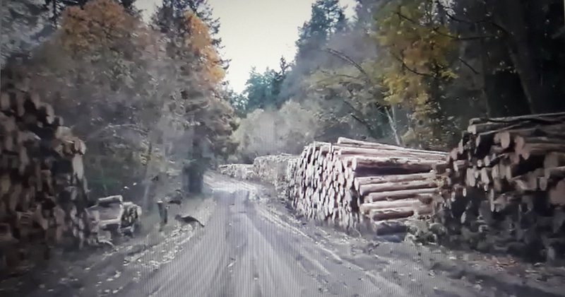 Okupantai naikina Lietuvos miškus