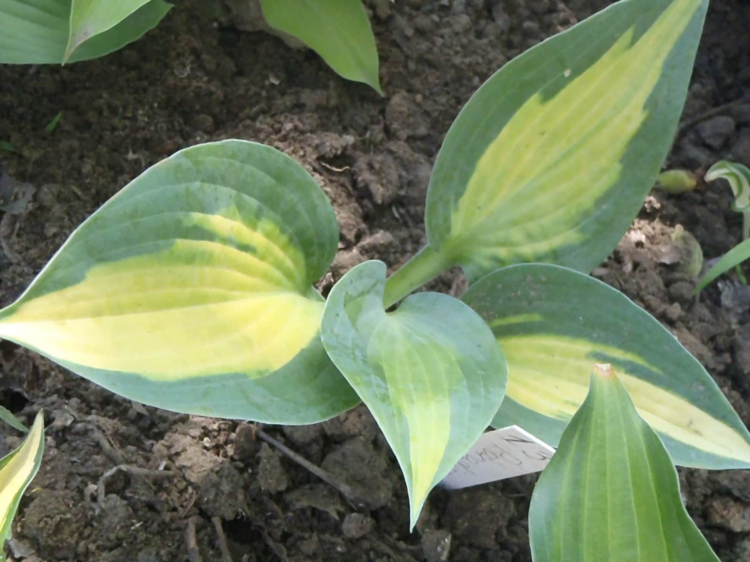 P5180262