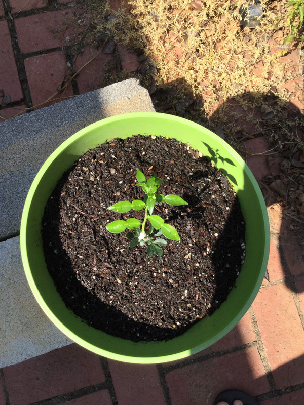 D6A7BAE6-4814-4C14-B7C6-41B489F06D72