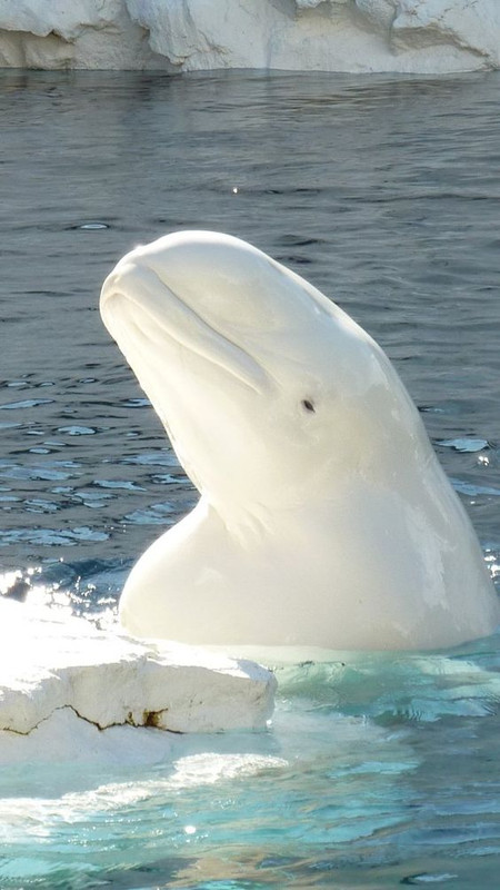 whitedolphin.jpg