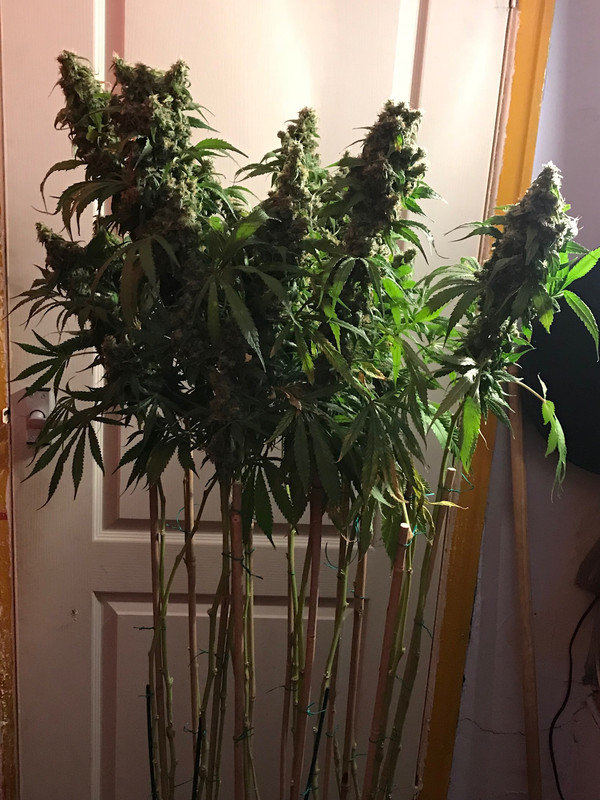 CEF28486-223E-4D43-837F-AEDA1D8DEA05