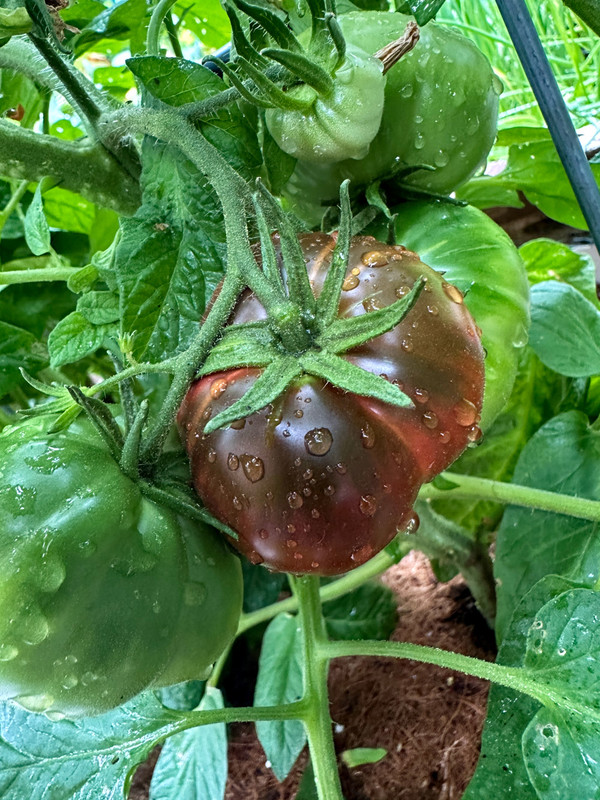 tomatoes-9.jpg