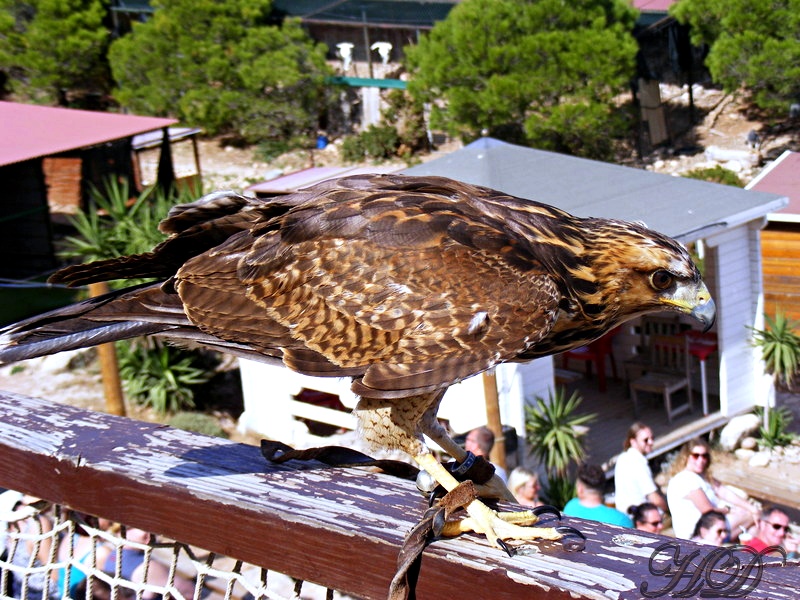 animals-hawk-spain-2-HD.jpg
