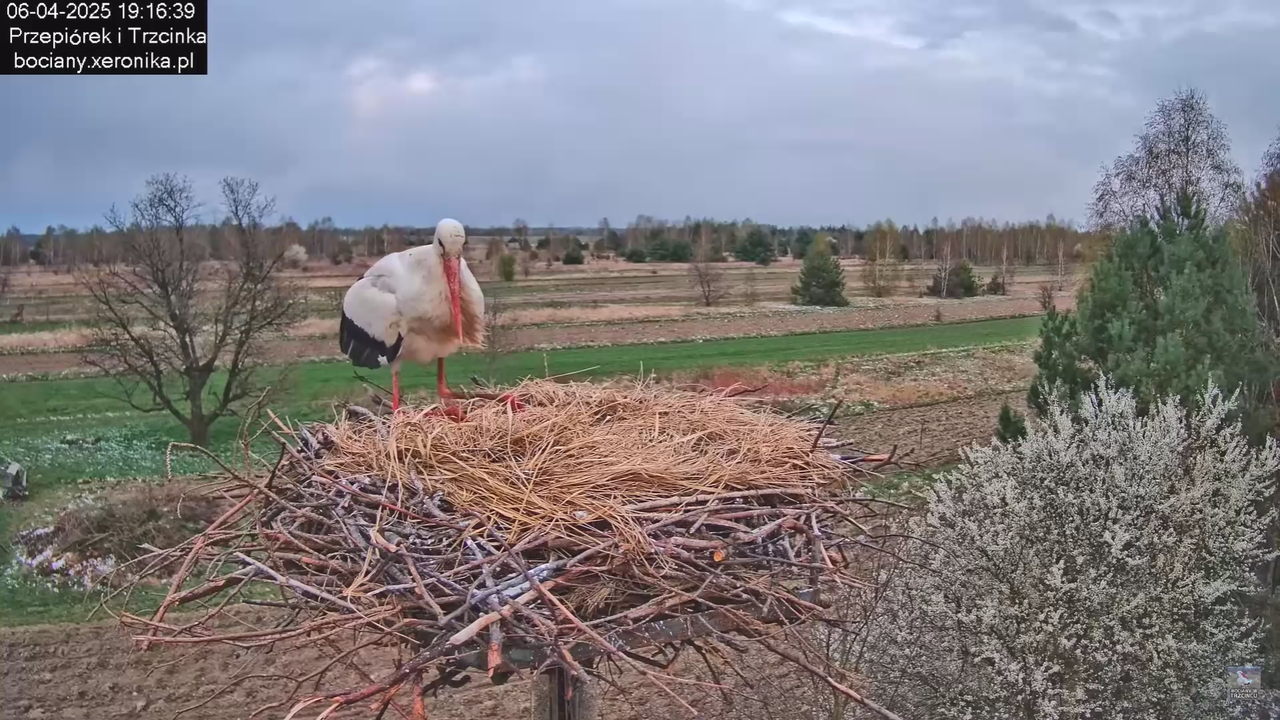 06042025bocianzostaje_10