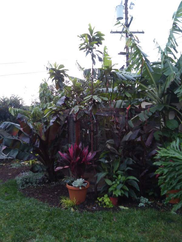 green sapote