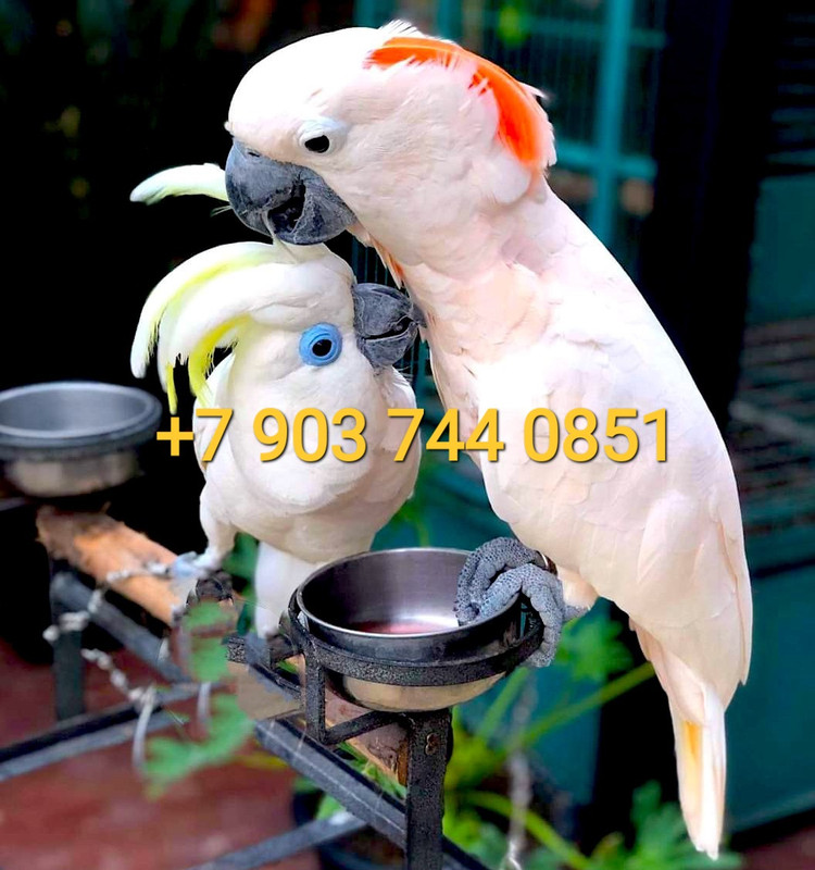 Копия WipeOut42_07_2023_124259.191000