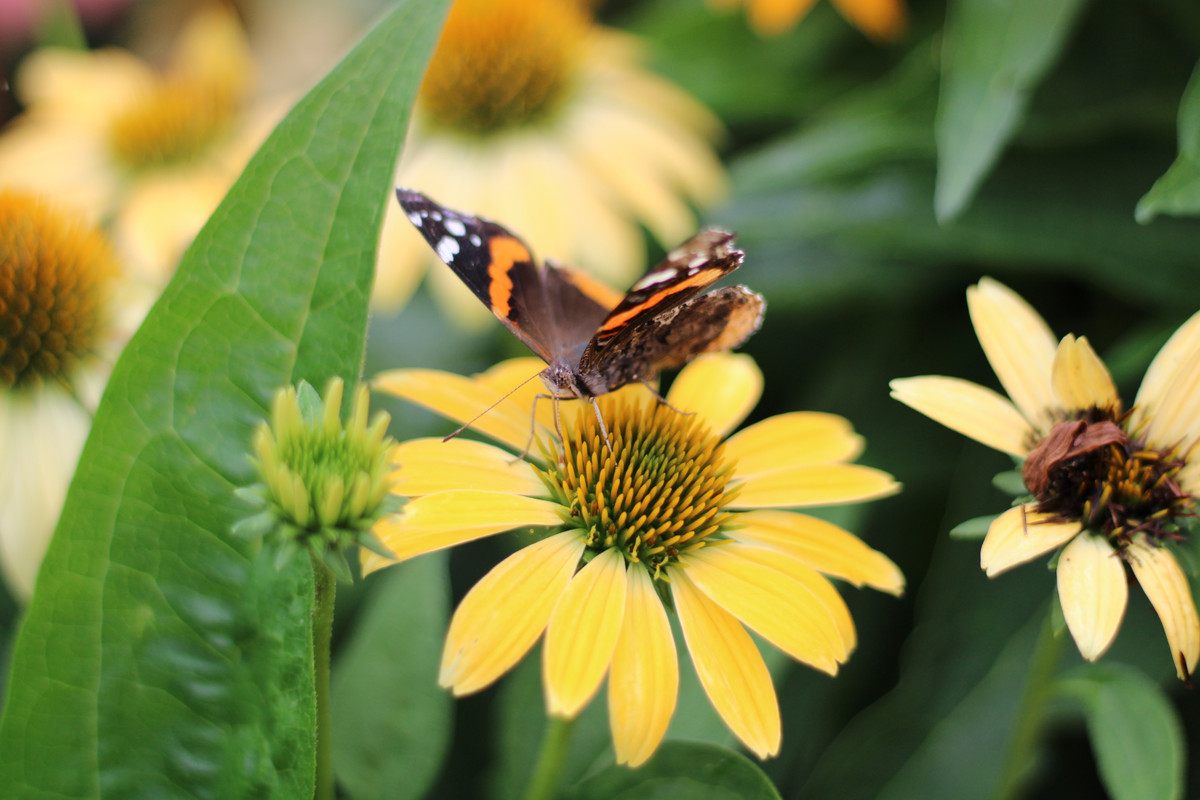butterfly