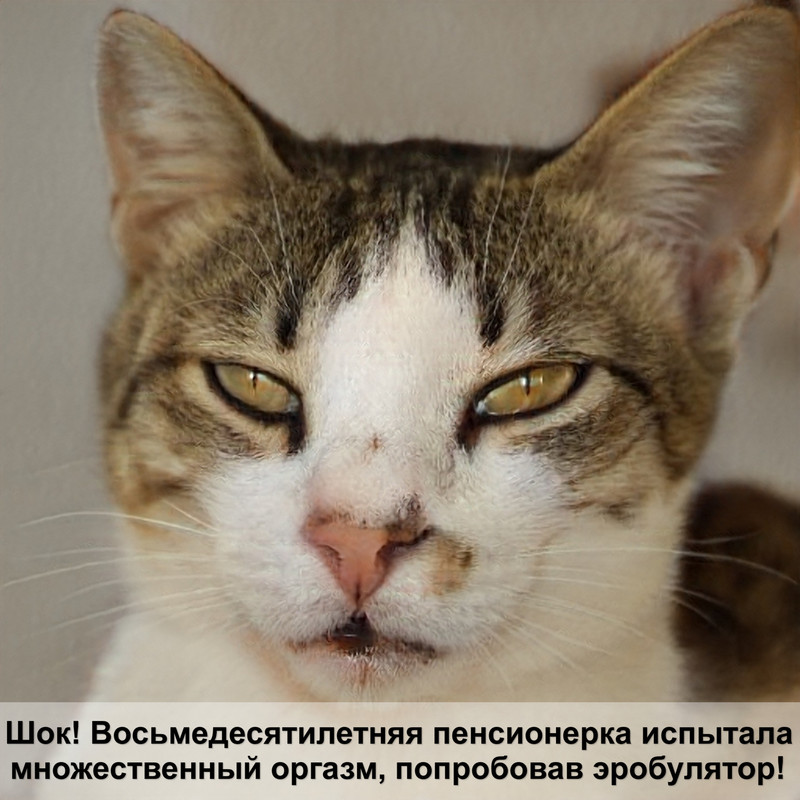 кошки британки окрас