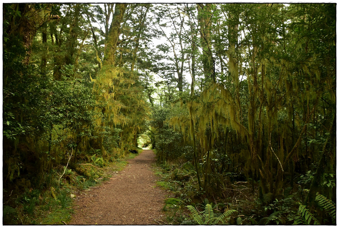 Fiordland NP: Milford Track (enero 2023) - Escapadas y rutas por la Nueva Zelanda menos conocida (13)