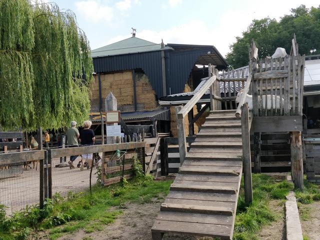 Tercer día: Amsterdam:Goatfarm Ridammerhoeve , Voldenpark y Bibliotecamunicipal - Road Trip Holanda con niños (7)