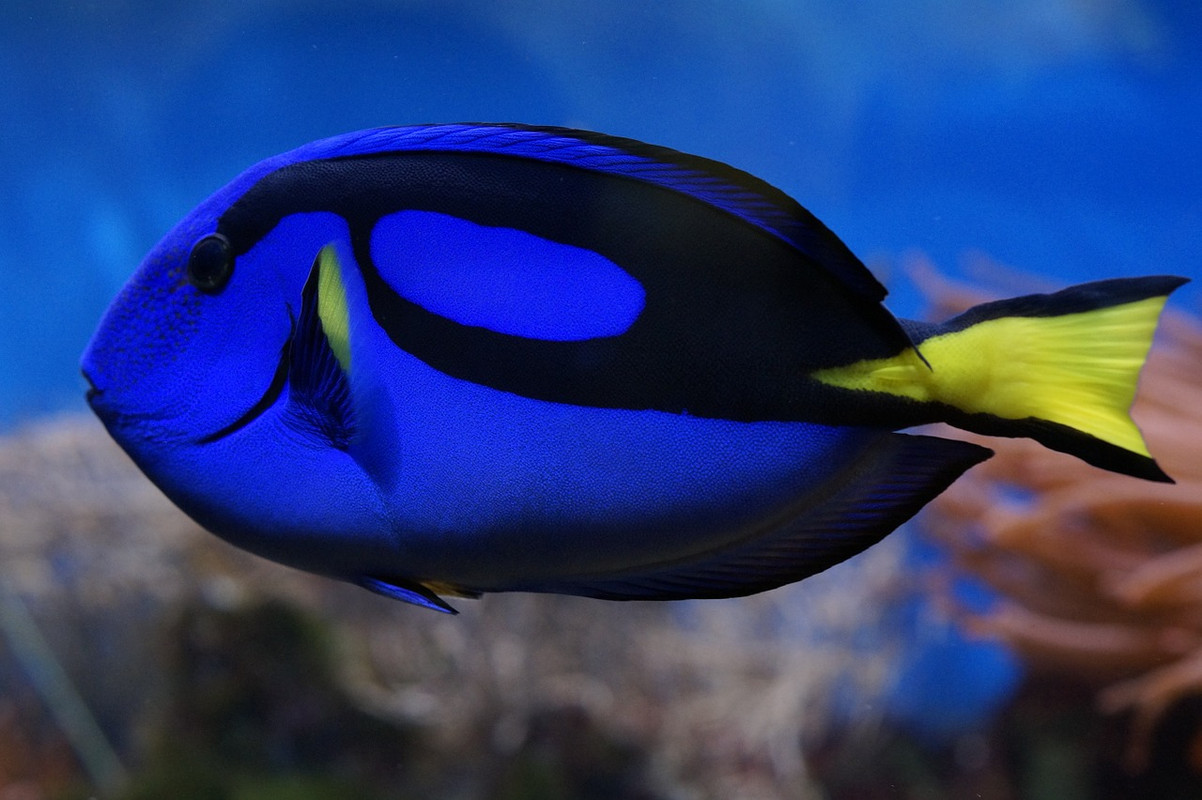 blue-palette-surgeonfish-793369-1280.jpg
