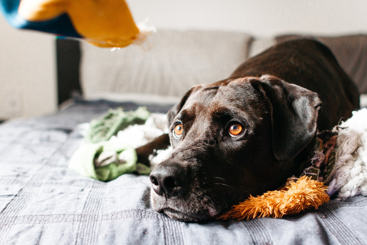 Animali, il decalogo per la dieta anti caldo in estate