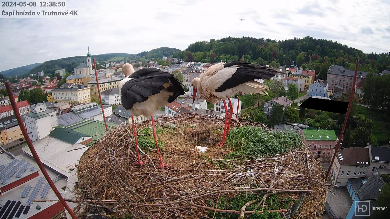 Tiešraidē no stārķa ligzdas uz alus darītavas skursteņa Trutnovā 12-58-45 screenshot