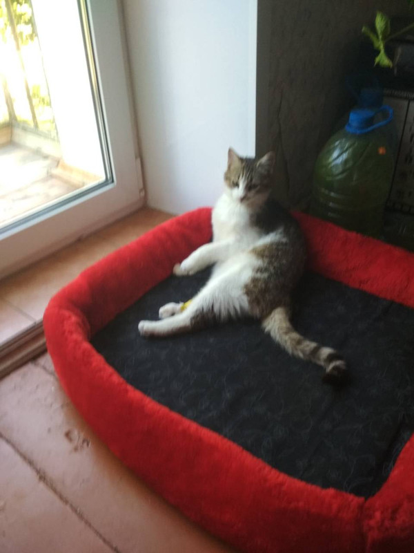 IMG-b7b1fc237089ad11c23ff22620ed8c6e-V