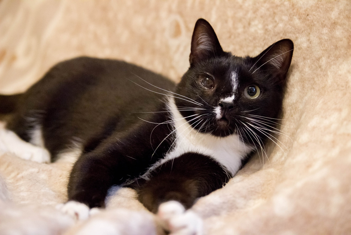 черная с белым-1-11