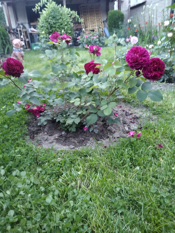 20190528_201846_HDR
