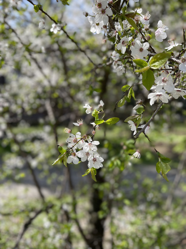 EA4C2E55-F84E-4B04-A4BB-8DE4BE8FF6EF