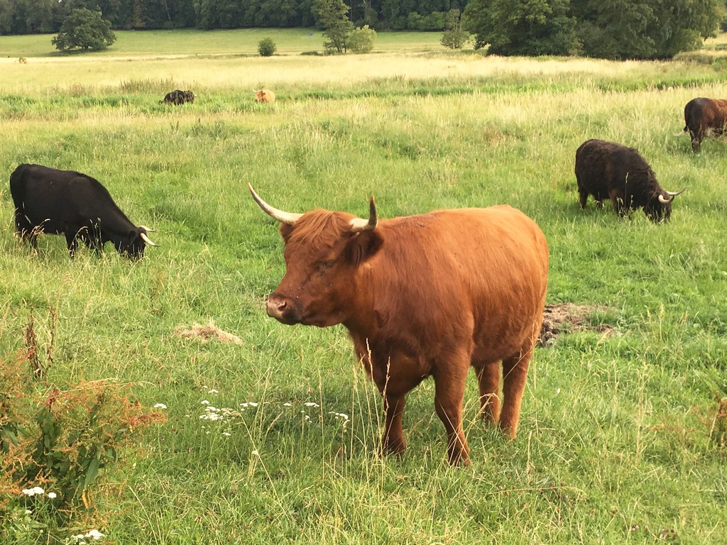 cows.jpg