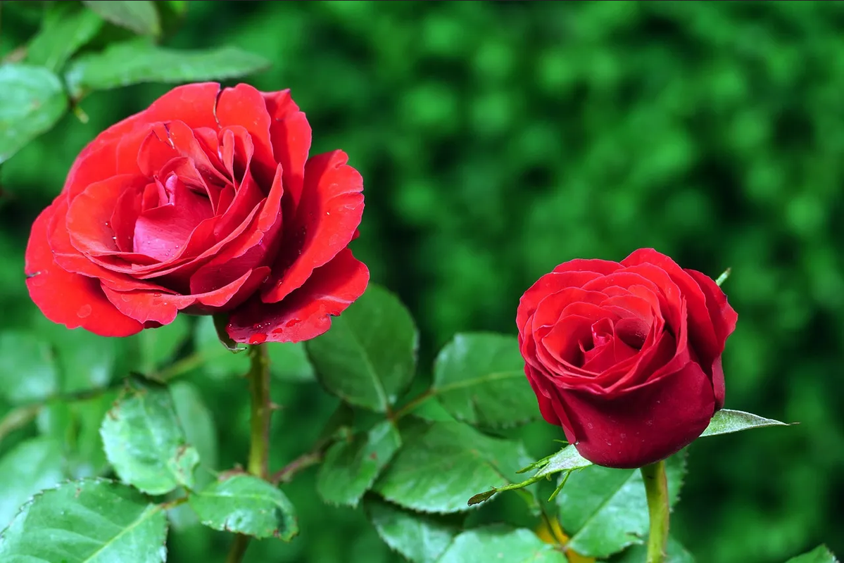 Aplica este abono casero a tus rosas para que luzcan hermosas en San Valentín