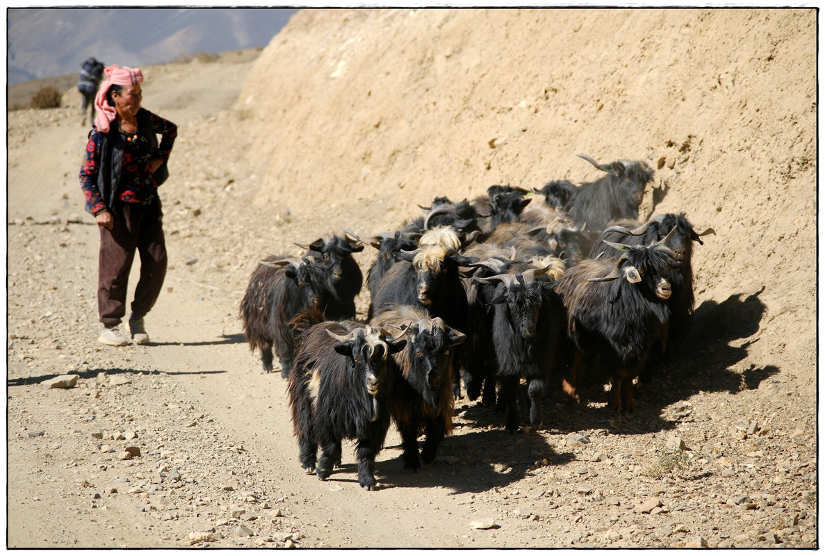AC día 13: Muktinath (3687 m) a Kagbeni (2864 m) - Trekking en Nepal: Annapurna Circuit y Mardi Himal (11)