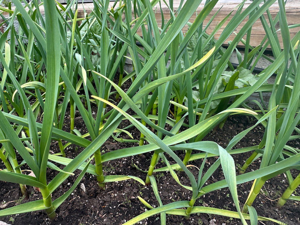 garlic.jpg