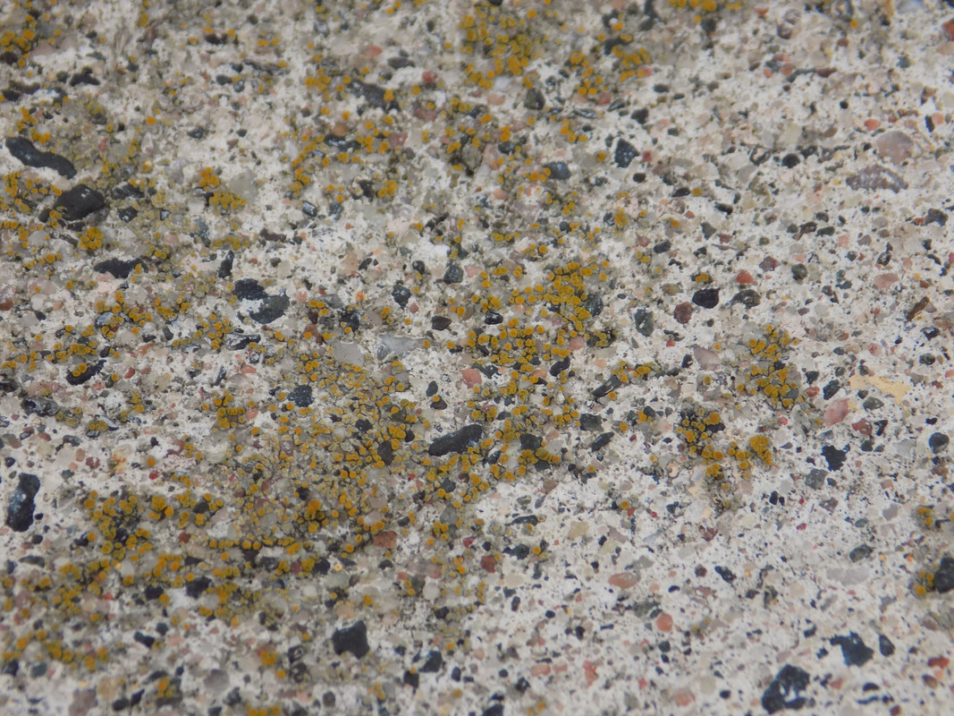 A spray of orange apothecia on an exposed aggregate curb.