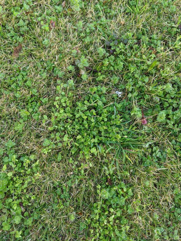 Weed takeover in Zeon Zoysia! Help! | Lawn Care Forum