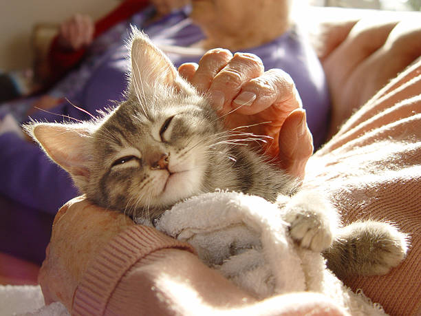 Cat-Care-2.jpg