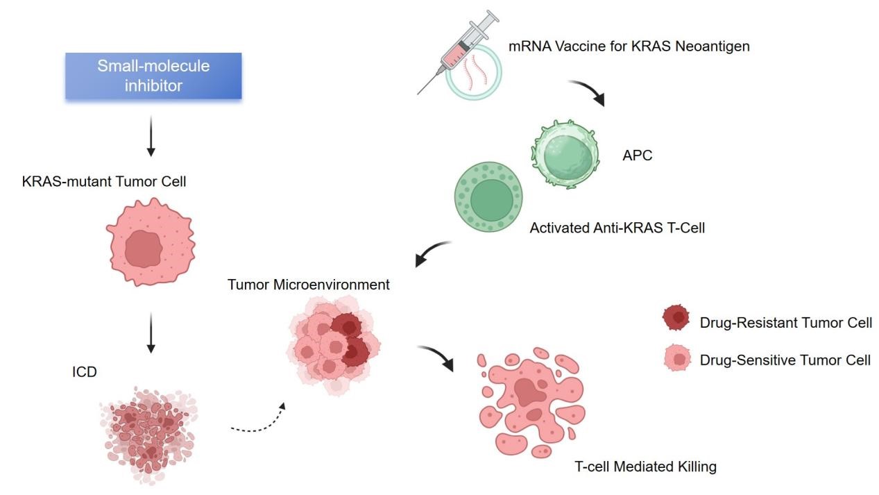 Synergistic mechanism of KRAS-targeted therapy and immunotherapy