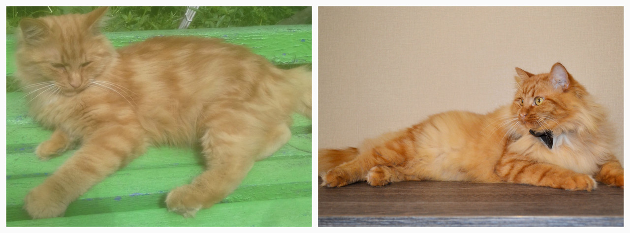 новый коллаж1