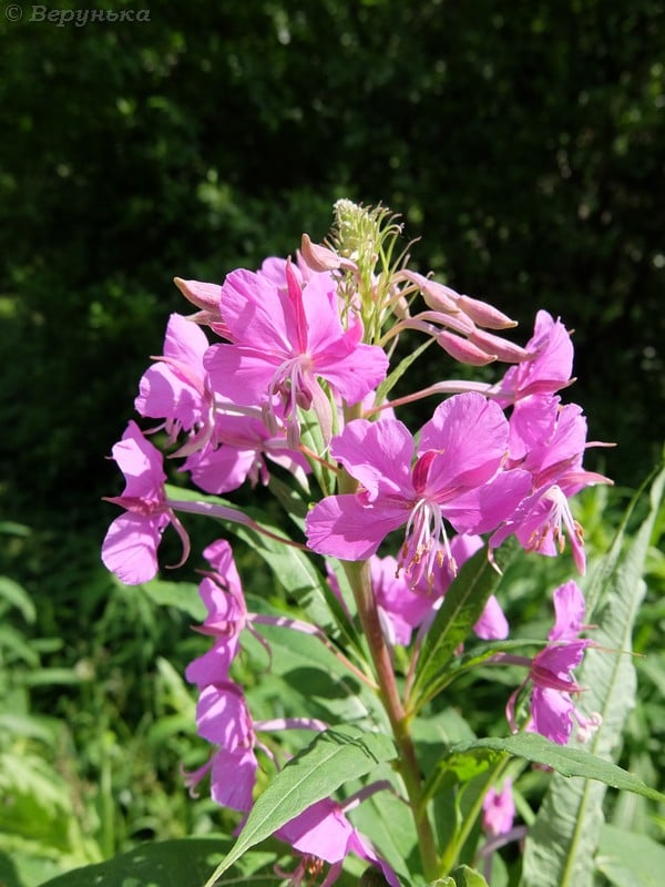 DSCF8842