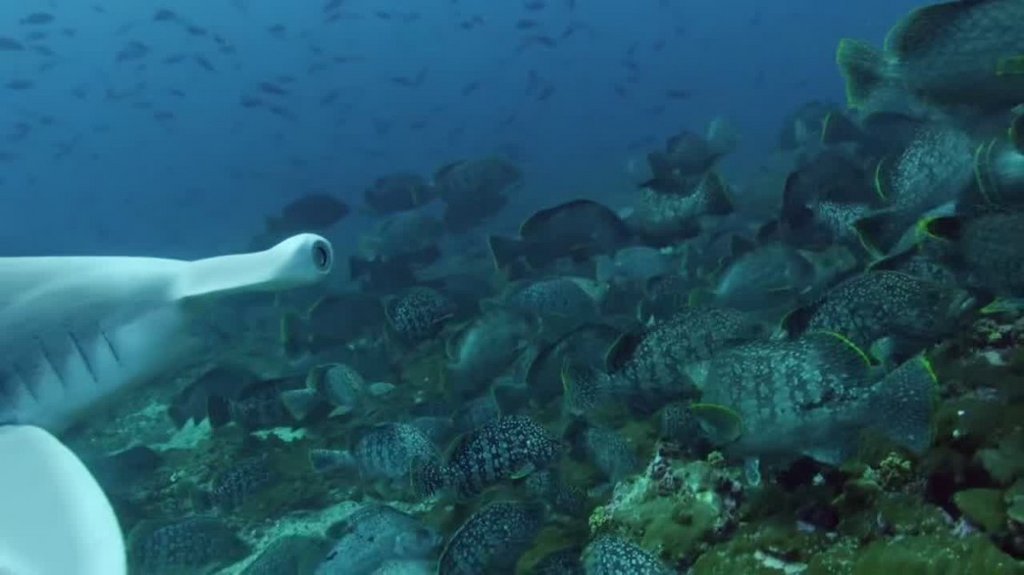 [Image: 5gdkq6ez3ek8.jpg]