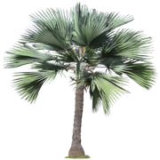 Palm2