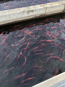 [Image: IMG-0673.jpg]