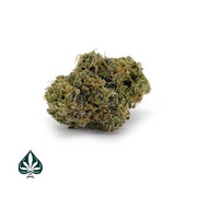 cannabis plants