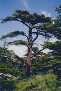 5 Piastras Líbano 1952 800px-The-Cedars-of-God-Lebanon-2002