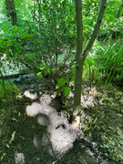 IMG_20240503_132331_955