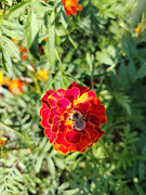 IMG-20250815-160334