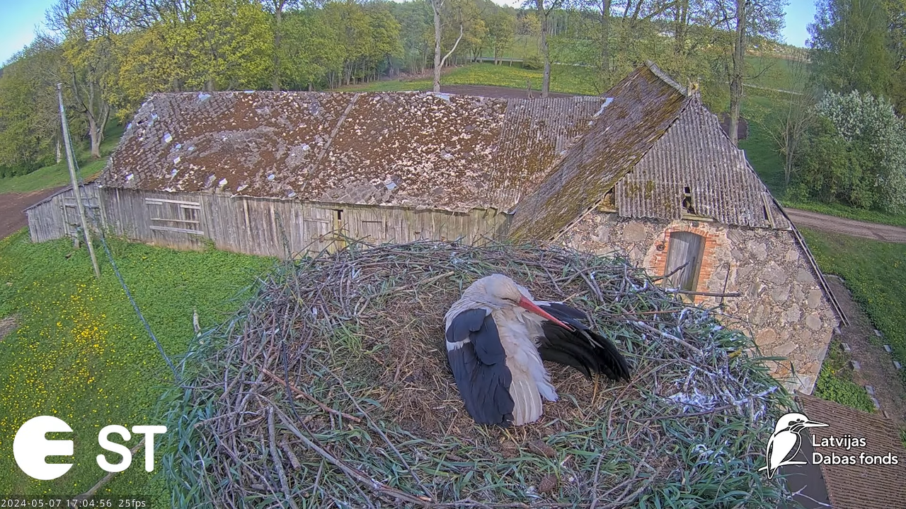 Baltie stārķi (Ciconia ciconia) Tukuma novadā - LDF tiešraide __ White storks in Tukums, Latvia 11-3