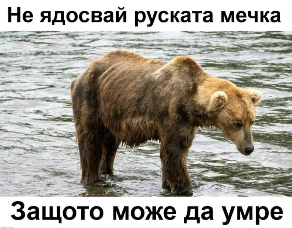 medved.png