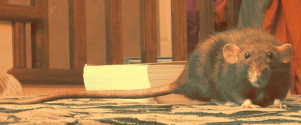 ratbook