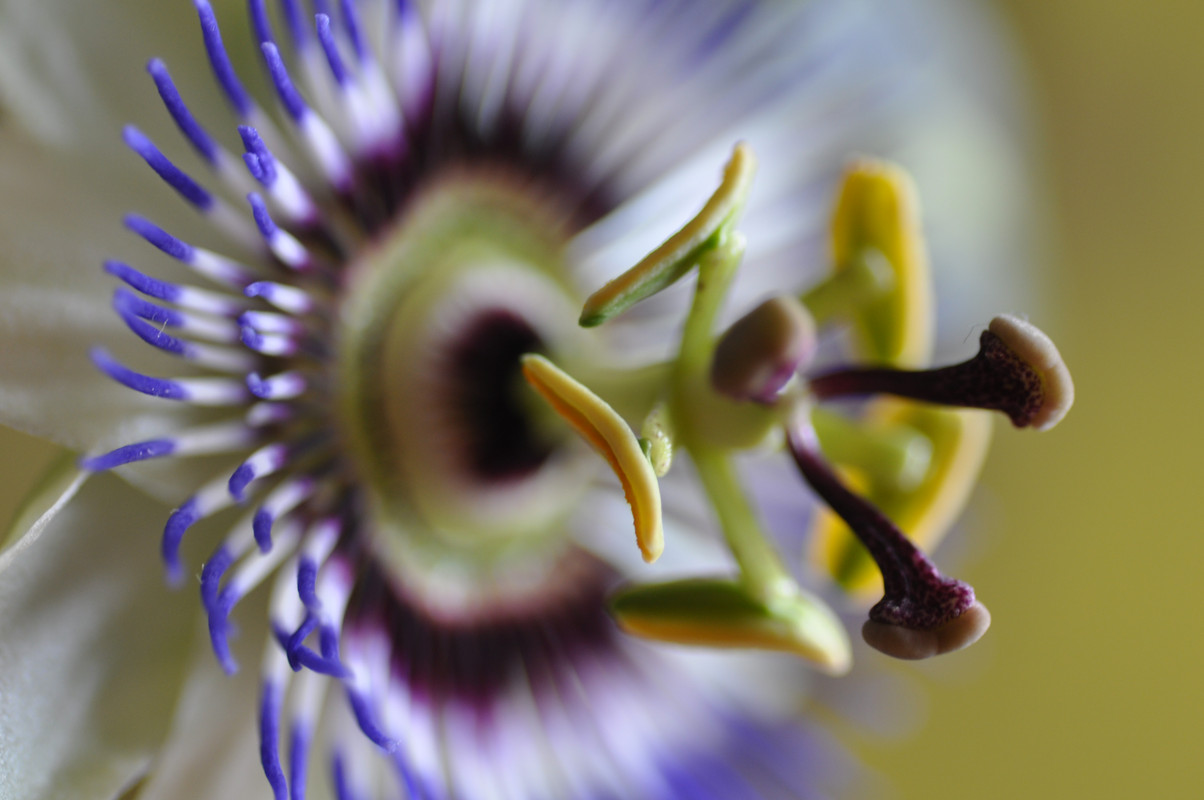 Passiebloem 007
