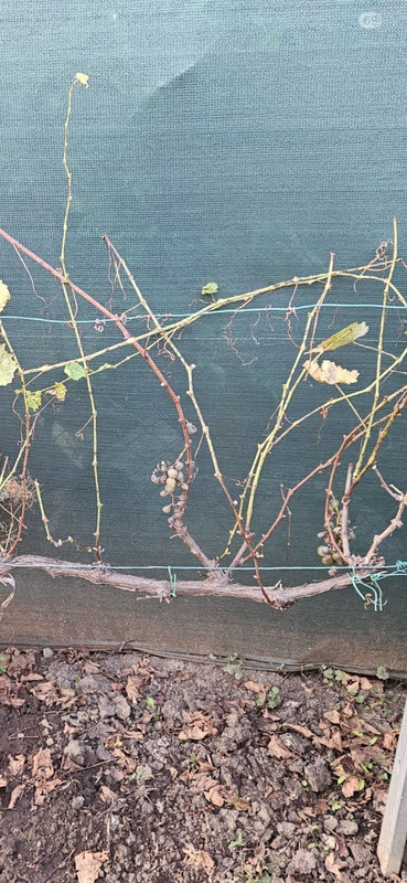 Screenshot 20260220 202339 One Drive