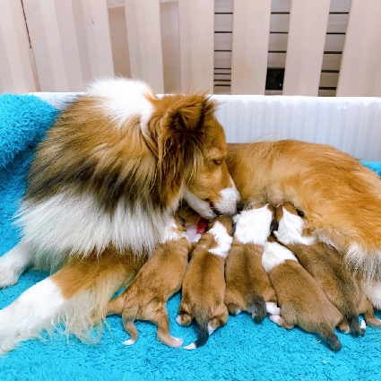 お産室で過ごす母犬と子犬たち