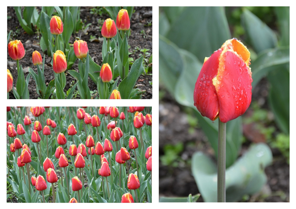 Новый коллаж.jpg 59