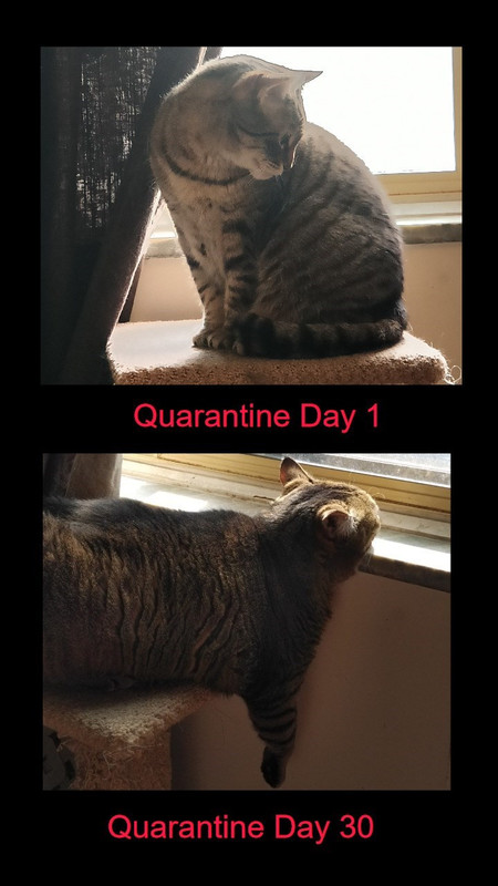 quaratine