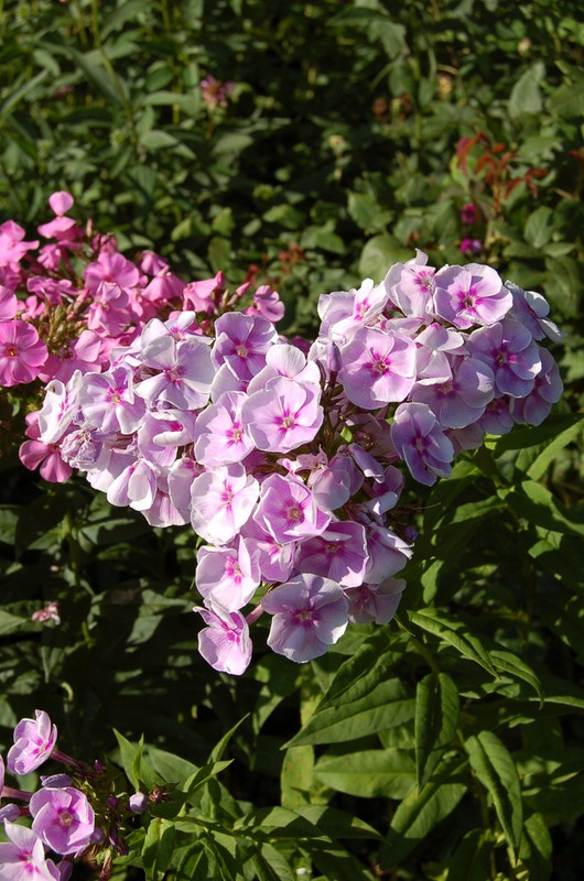 Grafin von Schwerin (1)