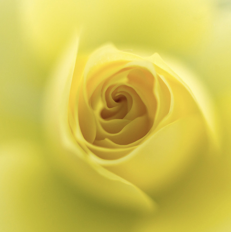 yellowfadedrose.jpg